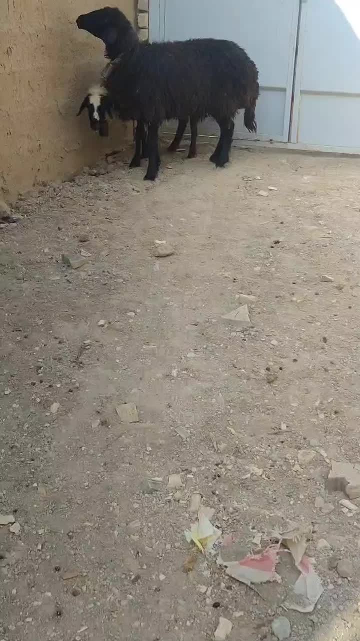 میش.بره.بز|حیوانات مزرعه|نجفآباد, کهریزسنگ|دیوار