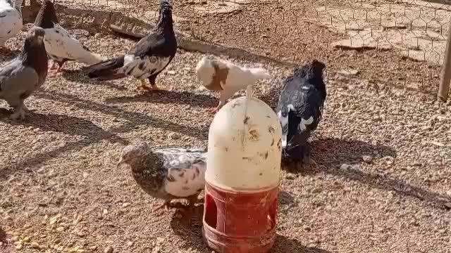 تعدادی کفتر رنگی نر و ماده|پرنده|مرودشت, تخت جمشید|دیوار