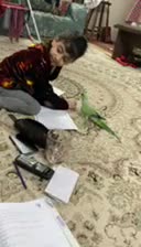 طوطی ملنگو نر گمشده|حیوانات|تهران, جوادیه|دیوار