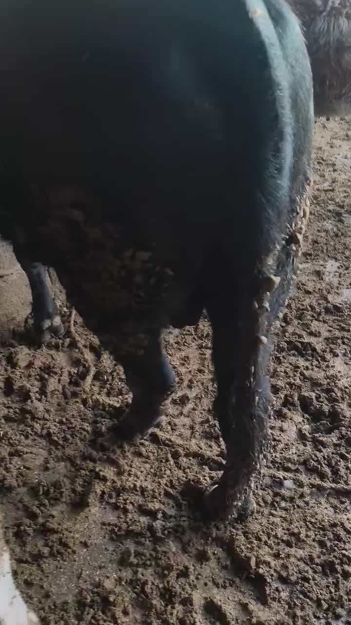 گوساله نر پرواری|حیوانات مزرعه|اندیکا, |دیوار