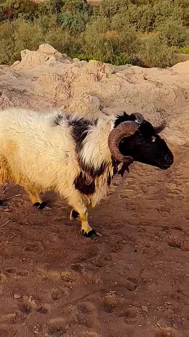 قوچ|حیوانات مزرعه|شادگان, |دیوار