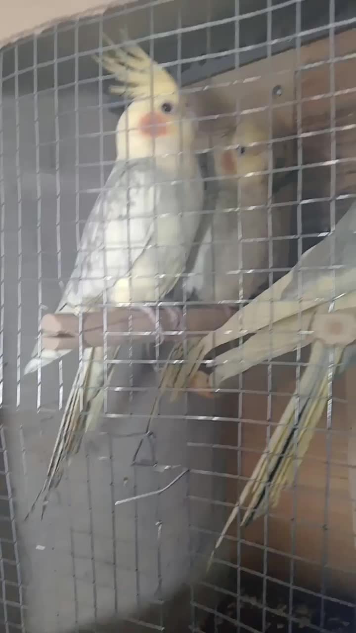 طوطی برزیلی و عروس هلندی|پرنده|تهران, گلاب دره|دیوار