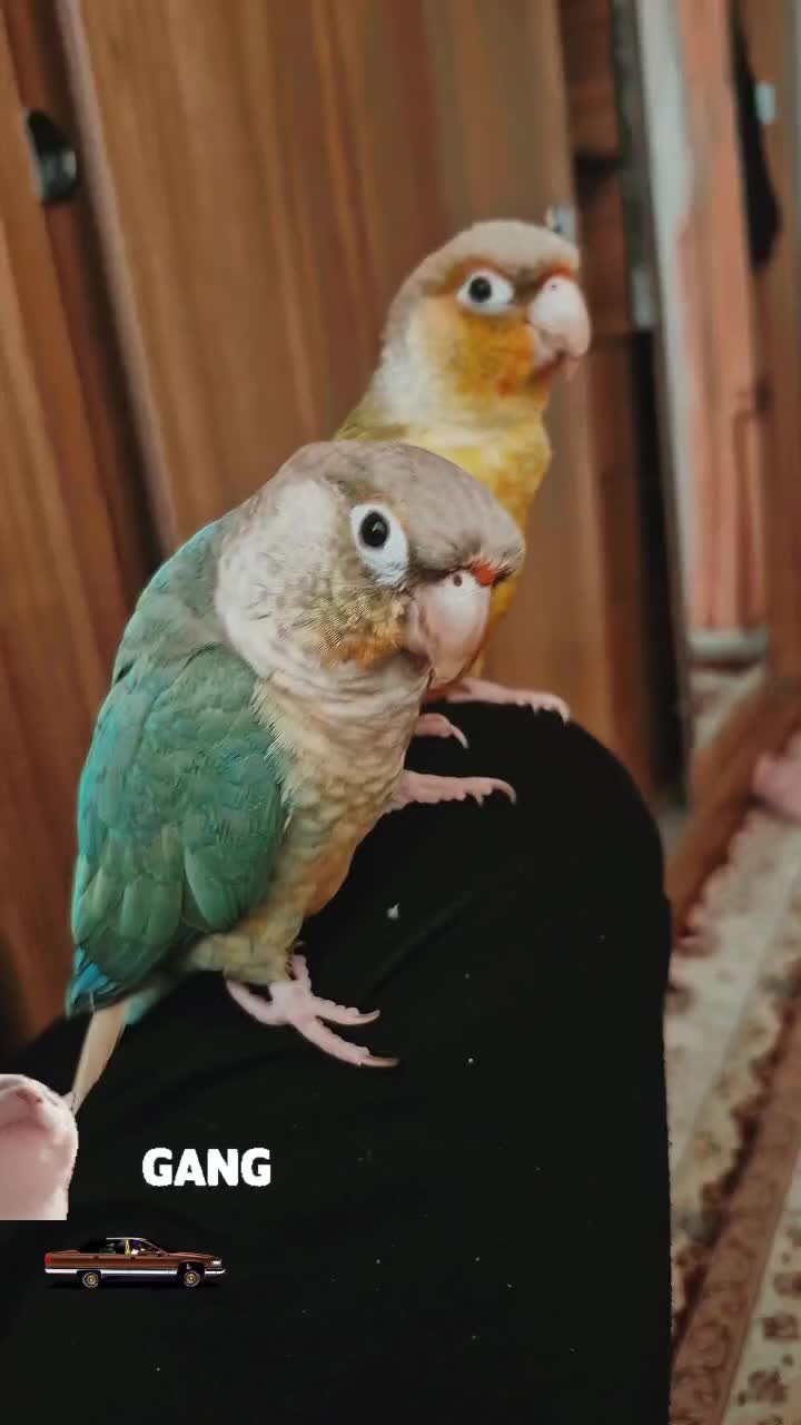 گرینچیک|پرنده|تهران, حصار بوعلی|دیوار