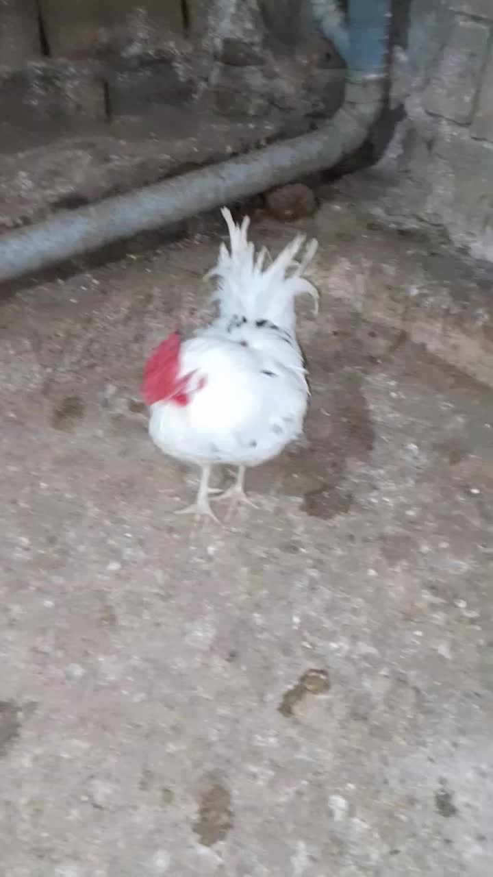 خروس و مرغ و گلین|حیوانات مزرعه|ساری, |دیوار