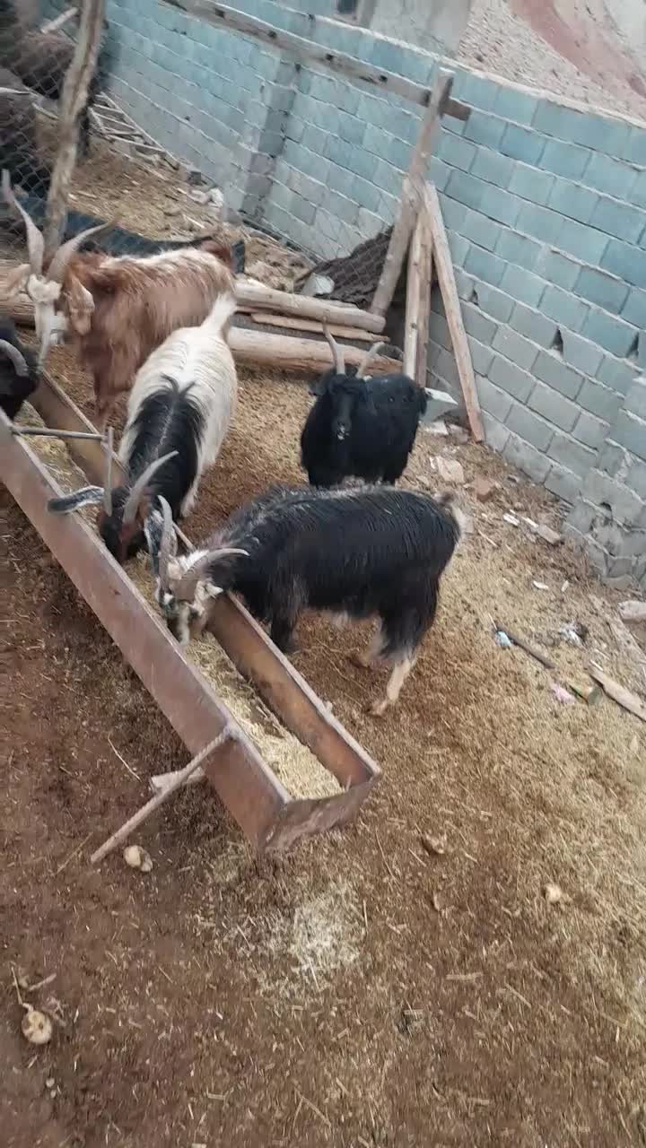 بز محلی درجه یک|حیوانات مزرعه|آبسرد, |دیوار