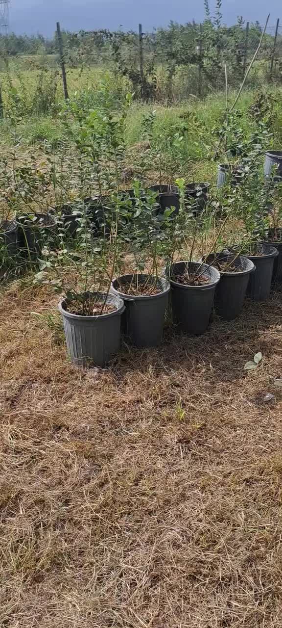 نهال بلوبری سایز بزرگ|گل و گیاه طبیعی|رشت, بوسار|دیوار