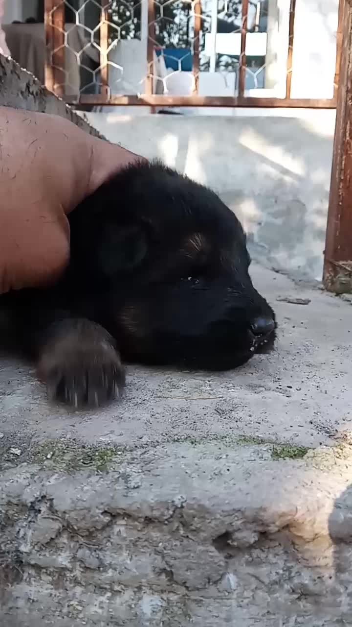 ژرمن شولاین خرسی مو بلند|سگ|محمودآباد, |دیوار