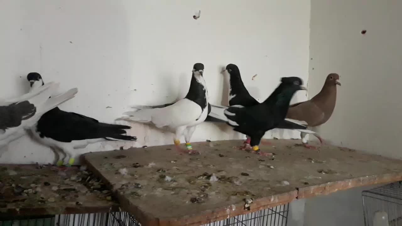 کبوتر زیل سیاها۱۵۰۰ بقیه ۶تا دونه ای ۳۰۰|پرنده|قزوین, |دیوار