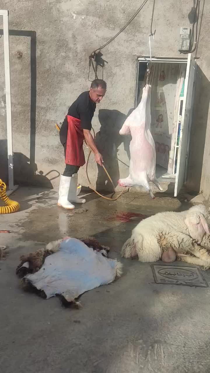 بره گوساله کشتارروز|حیوانات مزرعه|بجنورد, |دیوار