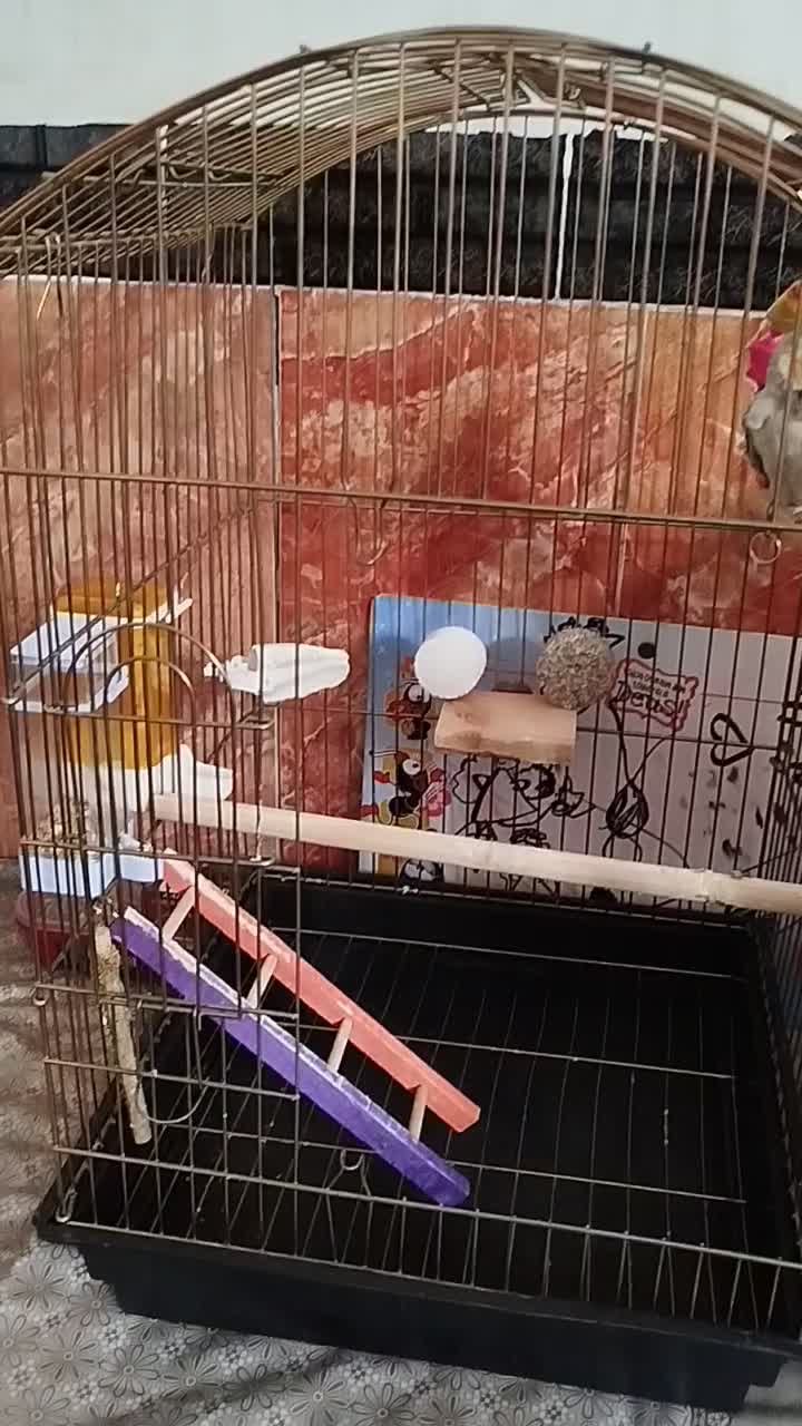 عروس هلندی ماده|پرنده|نقده, |دیوار