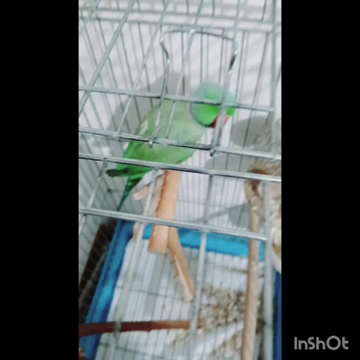 طوطی ملنگو نر فروش به علت کمبود جا|پرنده|شیراز, محراب|دیوار