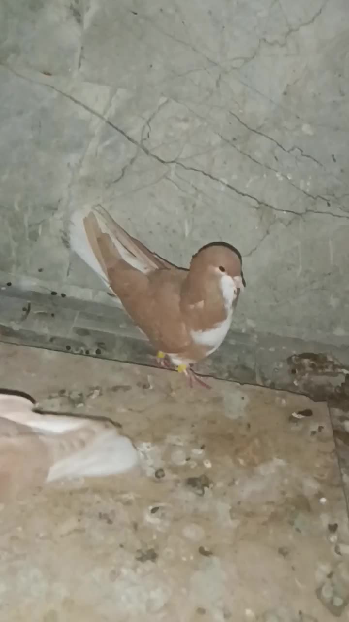 یک جفت شهری زرد|پرنده|داراب, |دیوار