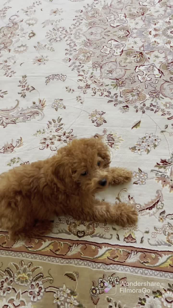 توی پودل دارک رد ( عروسکی ) نژاد اصیل|سگ|یزد, |دیوار