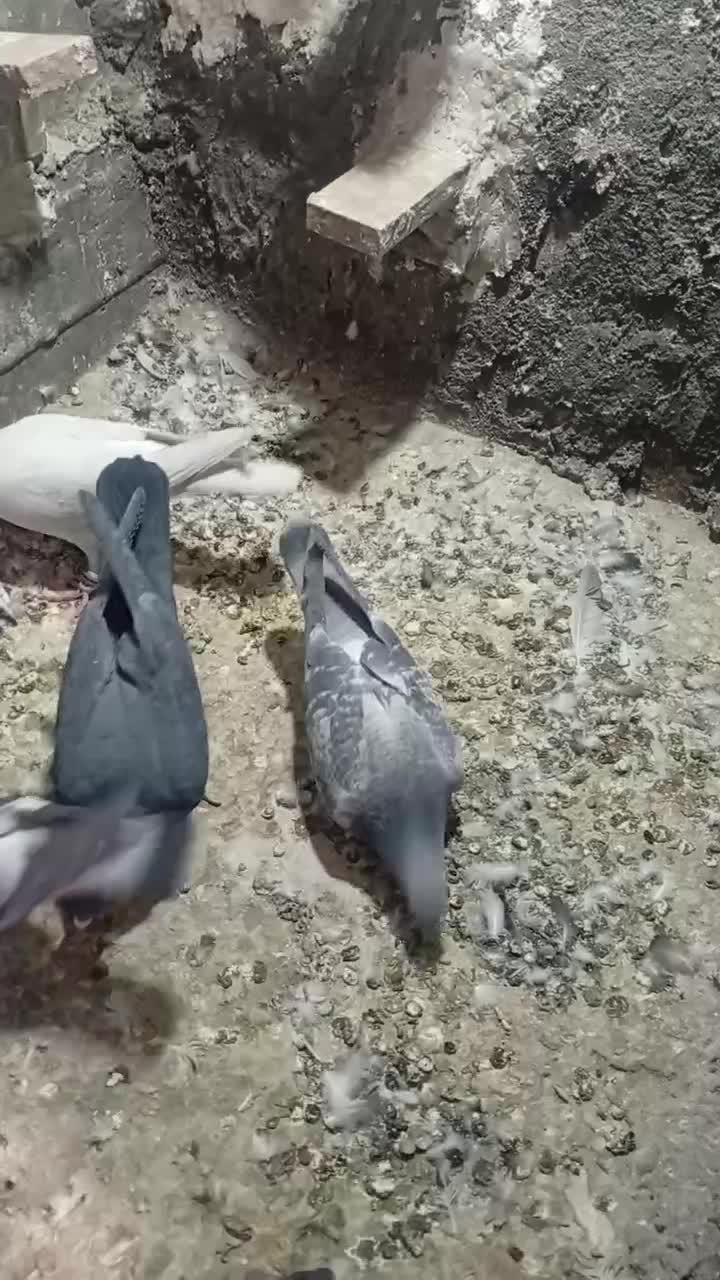 کبوتر|پرنده|راین, |دیوار