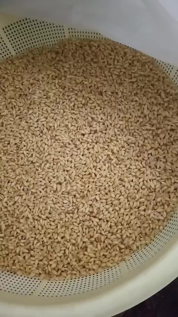 پودر جوانه گندم اصیل و سنتی|خوردنی و آشامیدنی|تهران, ترمینال جنوب|دیوار
