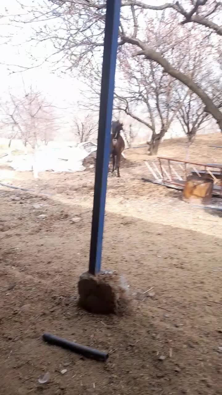 اسب|اسب و تجهیزات اسب‌سواری|سنندج, |دیوار