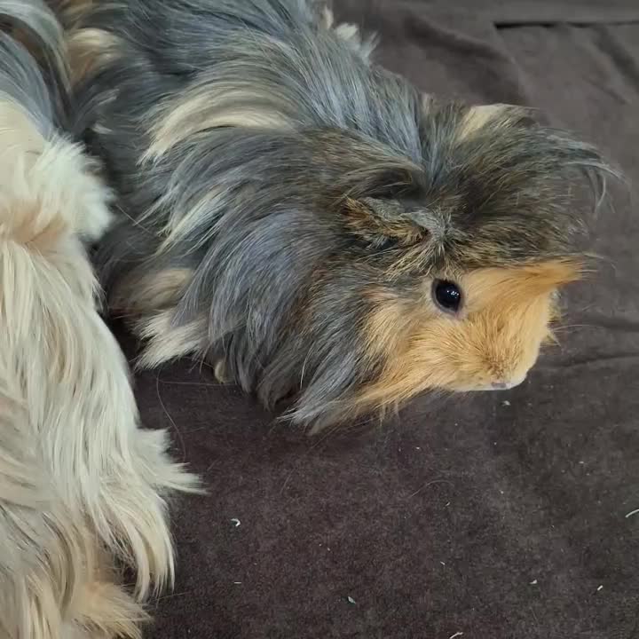 خوکچه هندی فشن مو بلند سنجابی قهوه ای|موش و خرگوش|اهواز, کیان اباد|دیوار