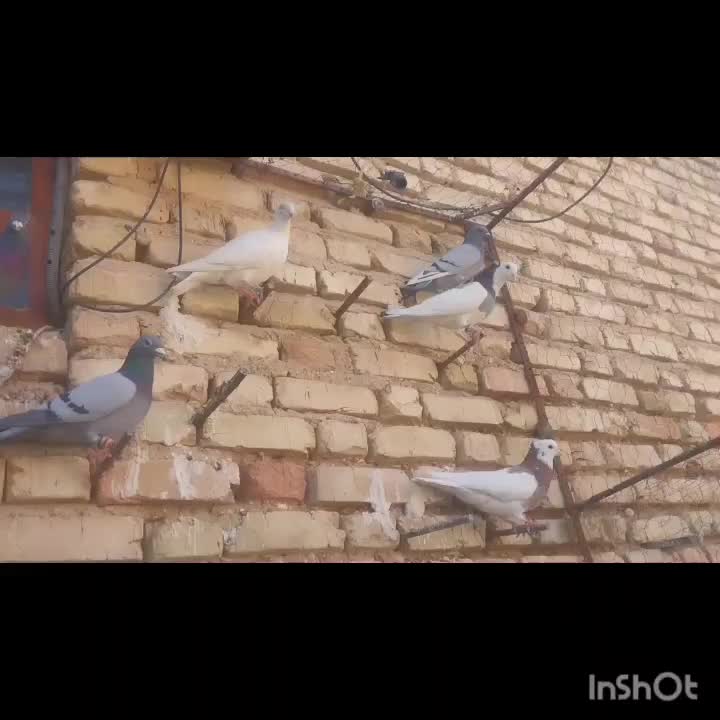 کبوتر پلاکی نر|پرنده|خرامه, |دیوار