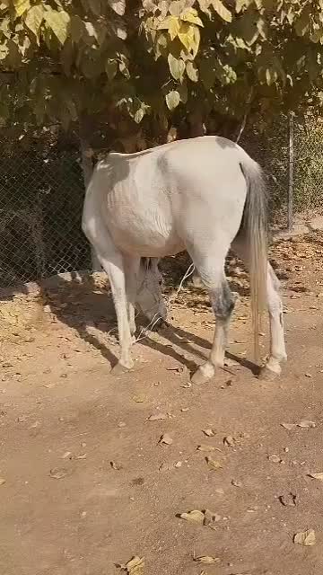 اسب مادیون سه سال|اسب و تجهیزات اسب‌سواری|پیشوا, |دیوار