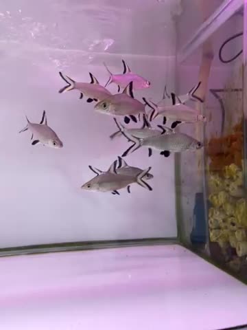 ماهی اکواریوم پروانه بار جدید شارژ شد|ماهی|مشهد, هدایت|دیوار
