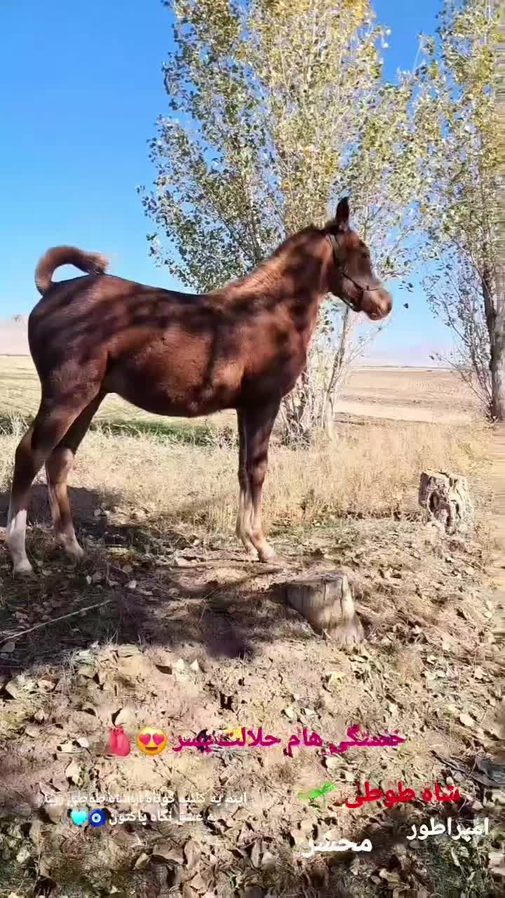 کره نریان از خط خونی بن طوطی|اسب و تجهیزات اسبسواری|رزن, |دیوار