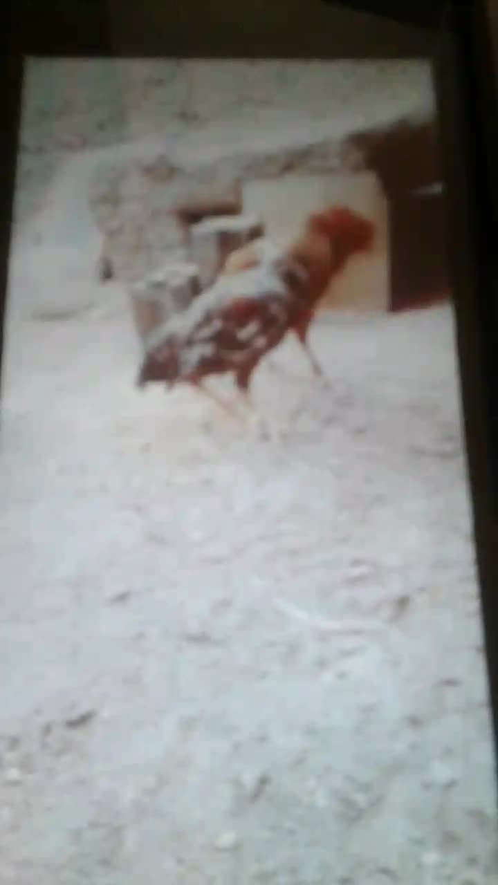 بخاری خروس لاری|بخاری، هیتر، شومینه|تایباد, |دیوار