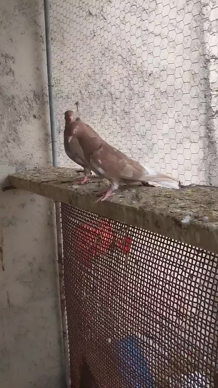 زاغ|پرنده|بهبهان, |دیوار