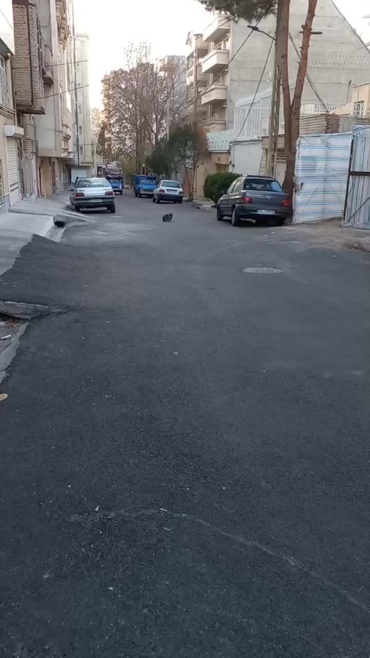 باربری حمل اثاثیه بانیسان کف صاف٪با ارسال کارگر|خدمات حمل و نقل|تبریز, |دیوار