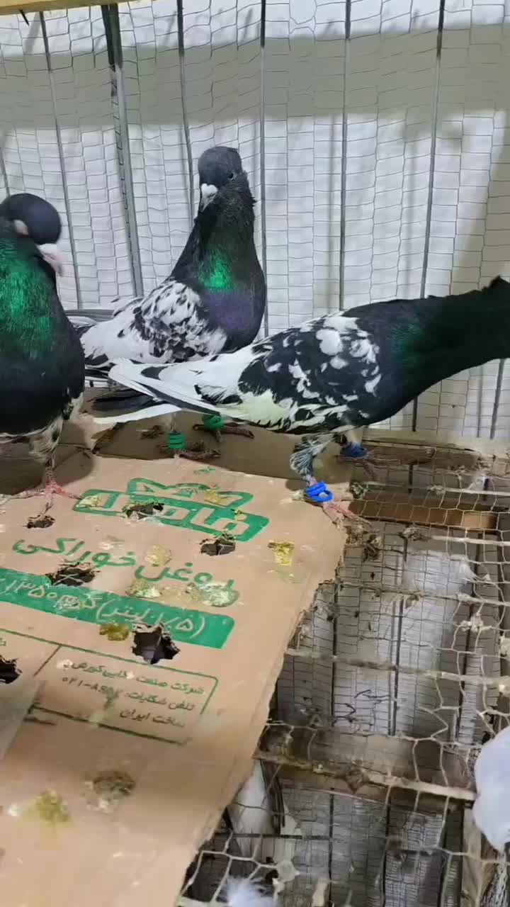 حیون زدوخوری چپ زرد کله سینه|پرنده|مشهد, سازمان آب|دیوار