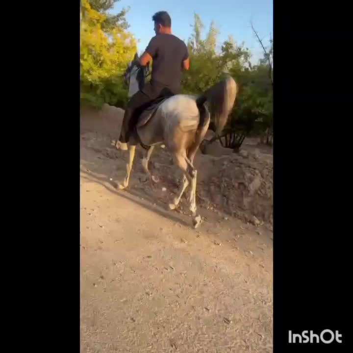 اسب|اسب و تجهیزات اسبسواری|چترود, |دیوار