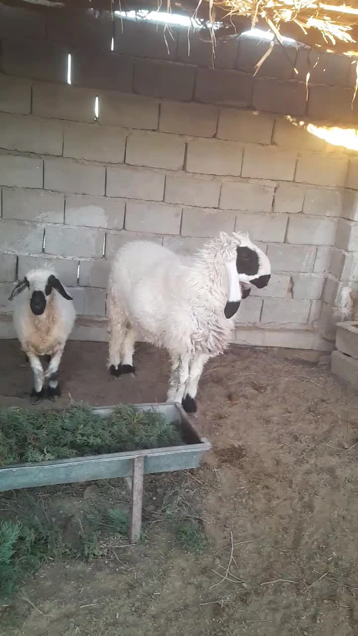 بره نر و یک میش چاق و چله|حیوانات مزرعه|زابل, |دیوار