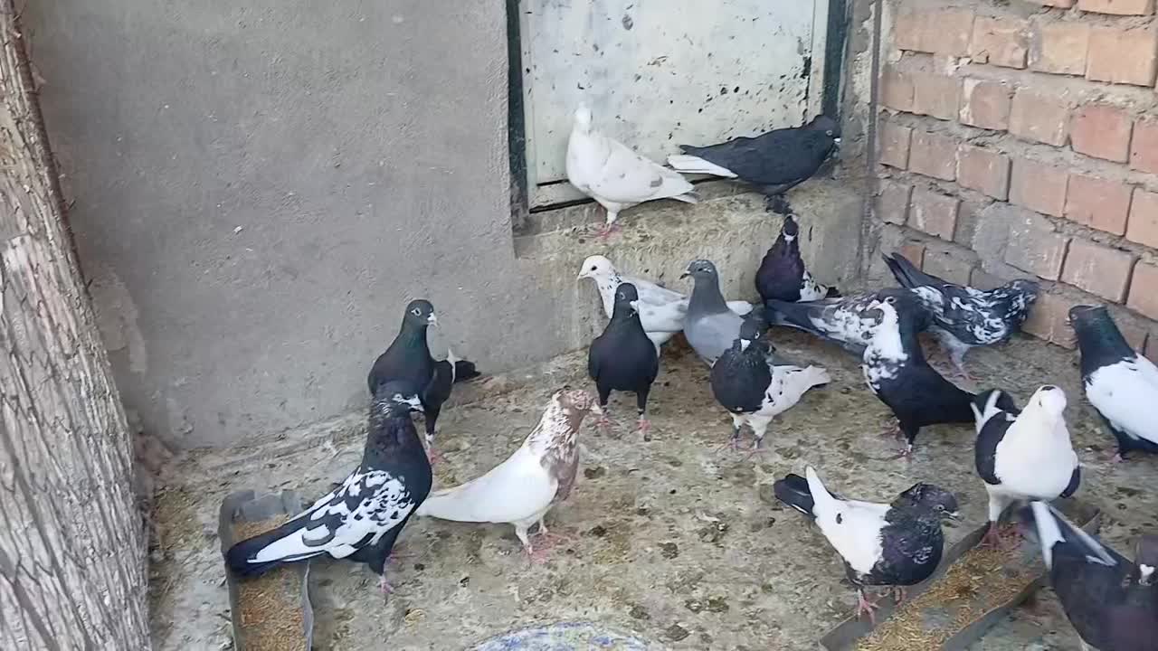 کفتر|پرنده|زرند, |دیوار