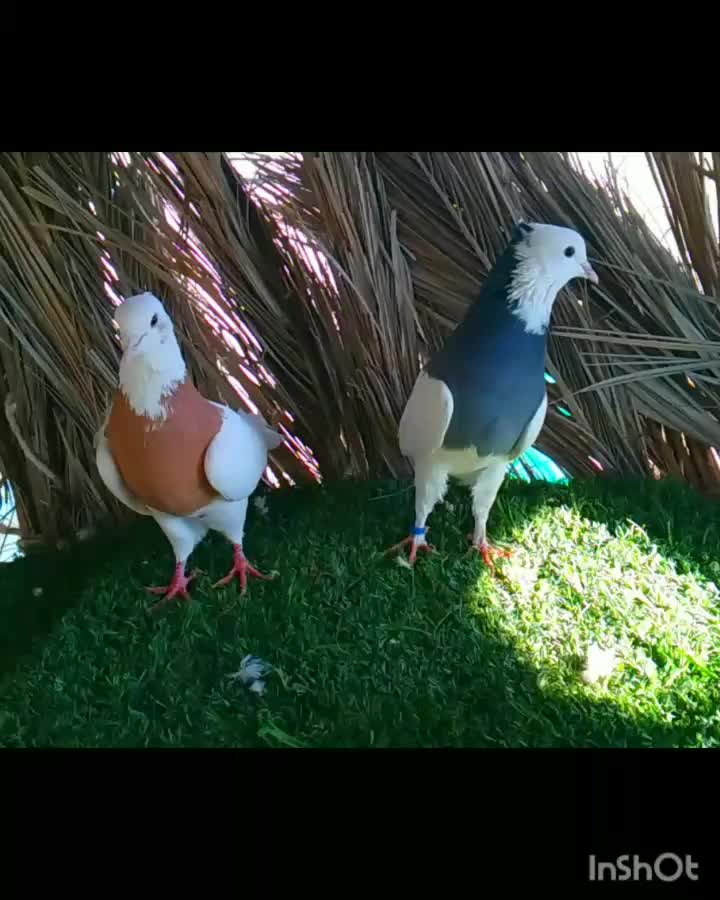 کبوتر|پرنده|زرین دشت (فارس), |دیوار