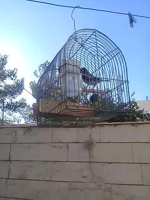 سهره با قفس|پرنده|شیراز, صاحب الزمان|دیوار