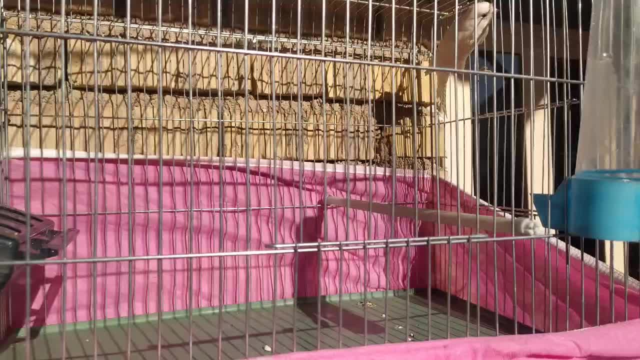 قناری سفید|پرنده|شیراز, رکنآباد|دیوار