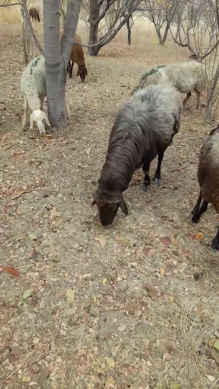 قوچ افشار|حیوانات مزرعه|جغتای, |دیوار