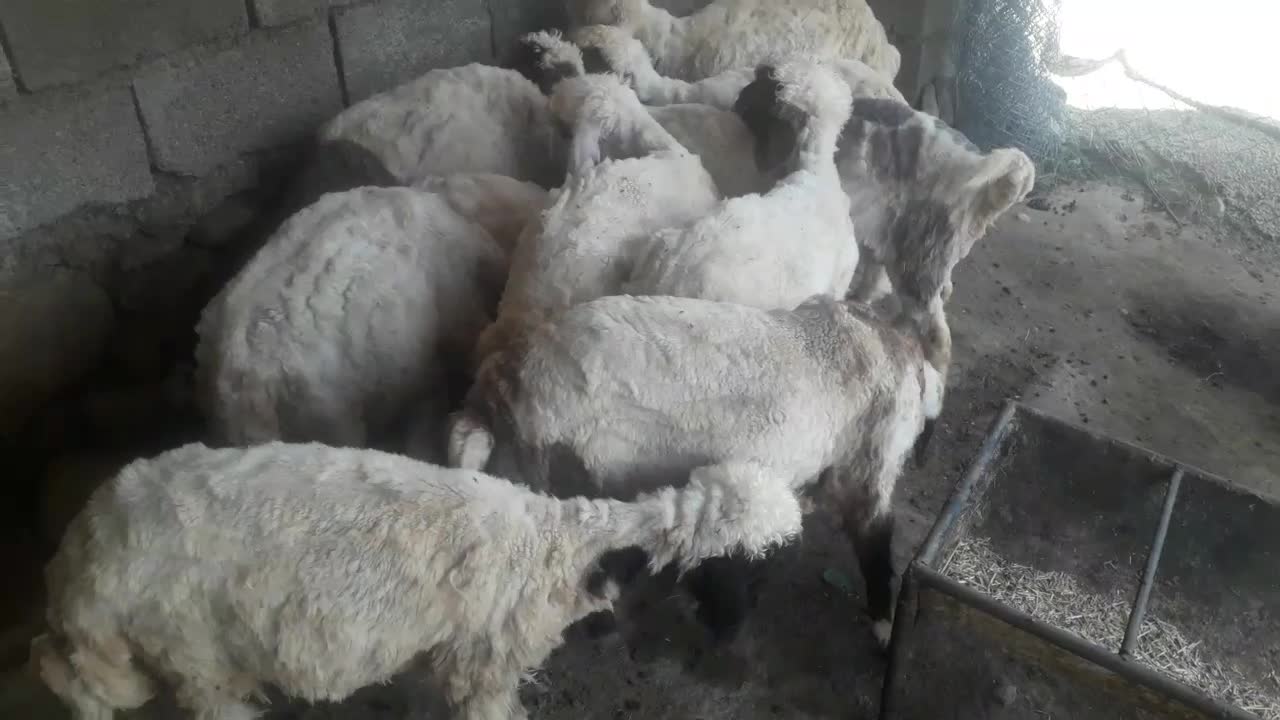 بره|حیوانات مزرعه|شباب, |دیوار