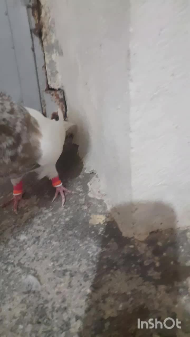 فروش 1نر اجری|پرنده|لامرد, |دیوار