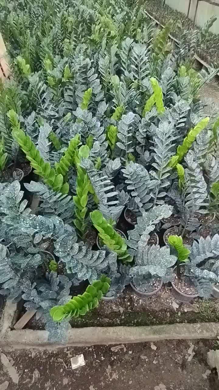 زامفولیا بلک|گل و گیاه طبیعی|گتاب, |دیوار