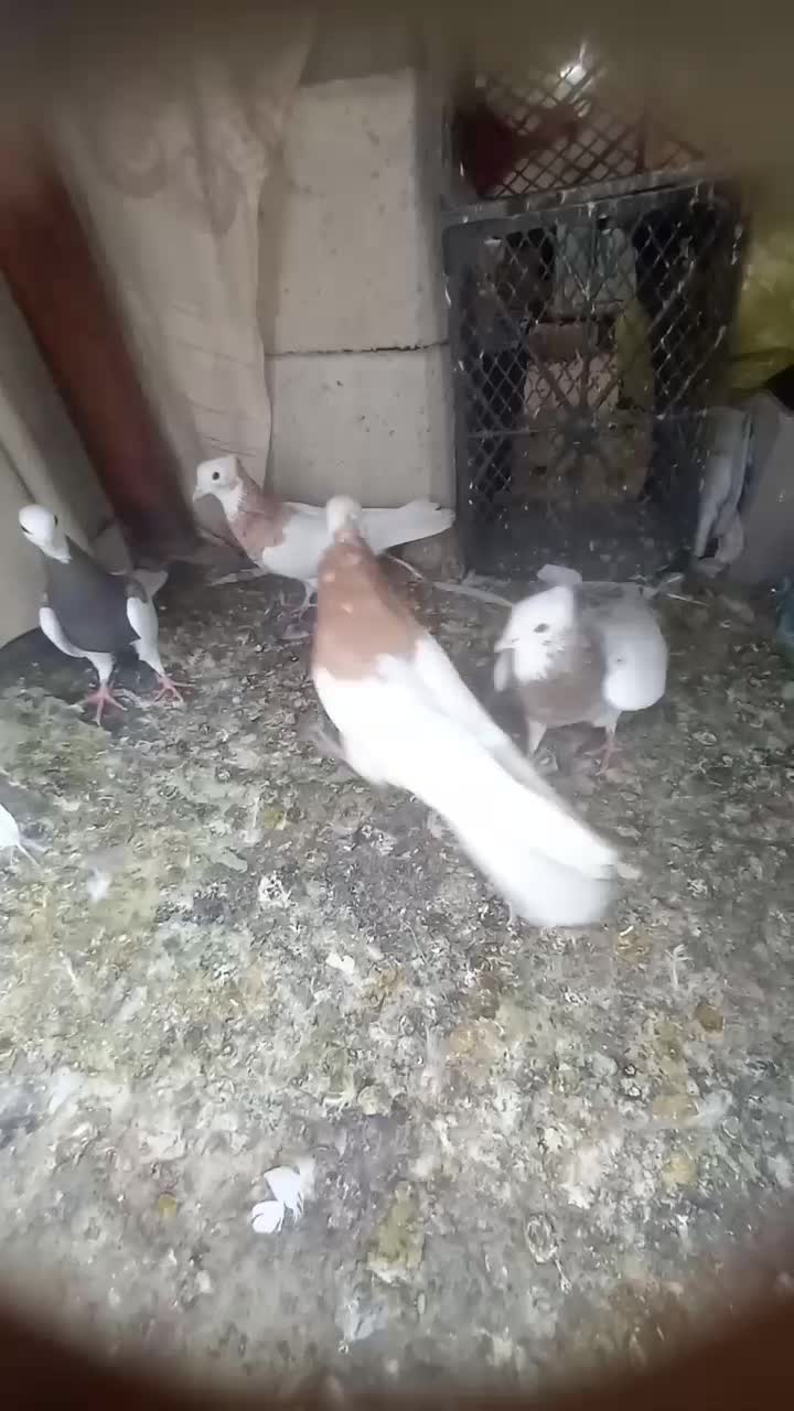 کبوتر طوقی|پرنده|نورآباد ممسنی, |دیوار