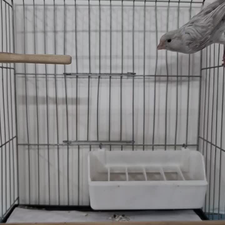 قناری سیلور نر|پرنده|قرچک, زیبا شهر|دیوار