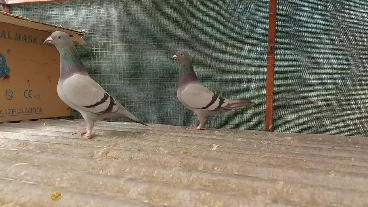 یال|پرنده|شیراز, عادل آباد|دیوار