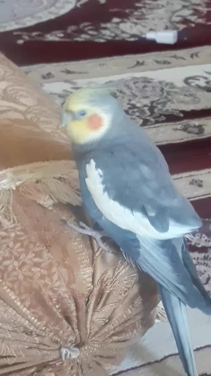 عروس هلندی نر ماده|پرنده|هشتگرد, هشتگرد قدیم|دیوار