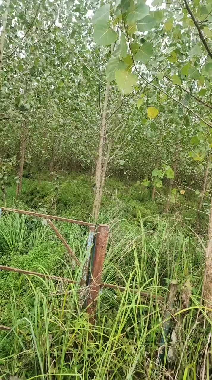 فروش باغ صنوبر با چوب سه ساله|فروش دفتر صنعتی، کشاورزی، تجاری|ضیابر, |دیوار