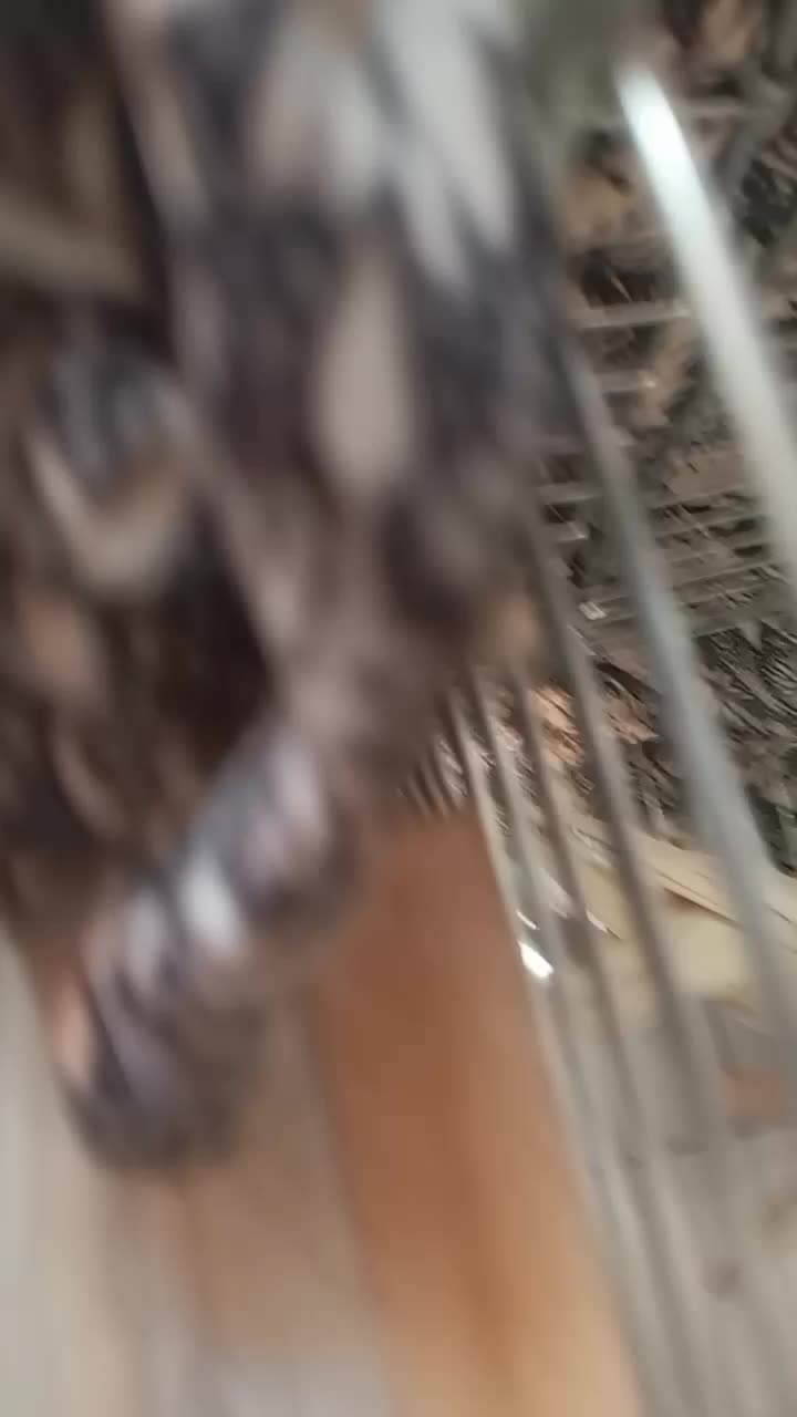 یک جفت عروس هلندی|پرنده|محلات, |دیوار