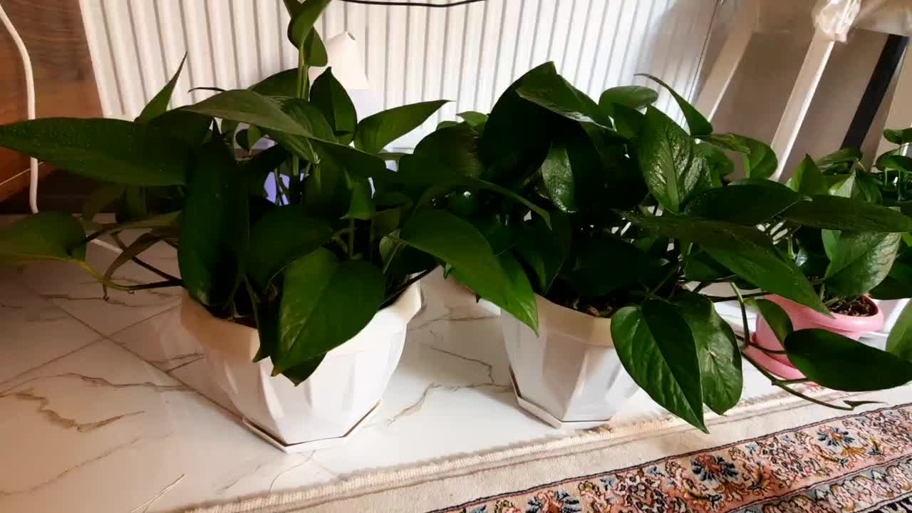 ۲عدد گل پتوس|گل و گیاه طبیعی|اصفهان, شهرک میلاد|دیوار