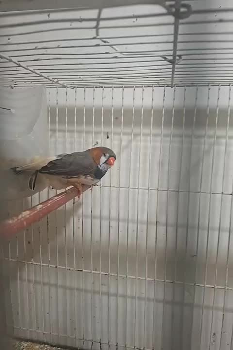 فنچ کینگ|پرنده|مشهد, رده|دیوار