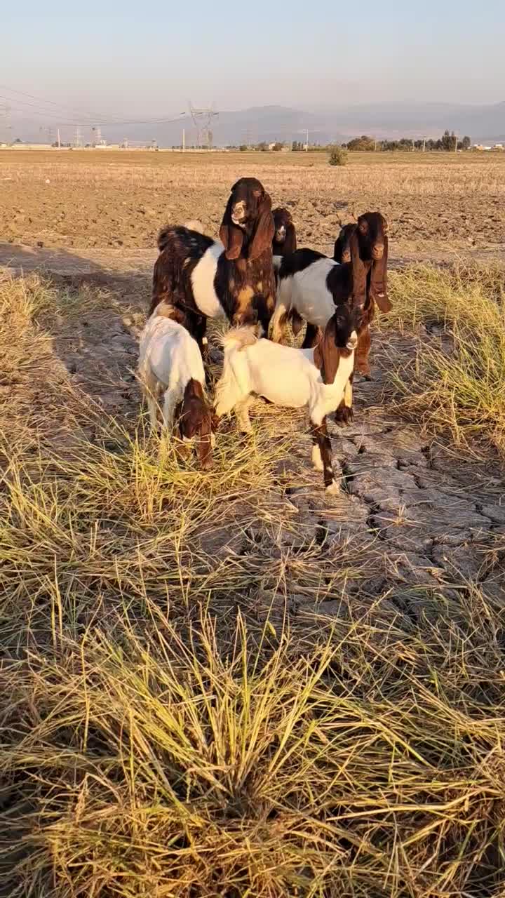 نر بز فروشی|حیوانات مزرعه|گنبد کاووس, |دیوار