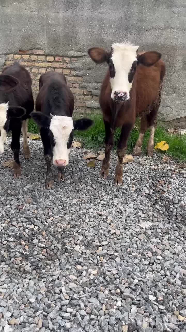 چهار راس گوساله ماده راسی ۳۲|حیوانات مزرعه|بندر ترکمن, |دیوار