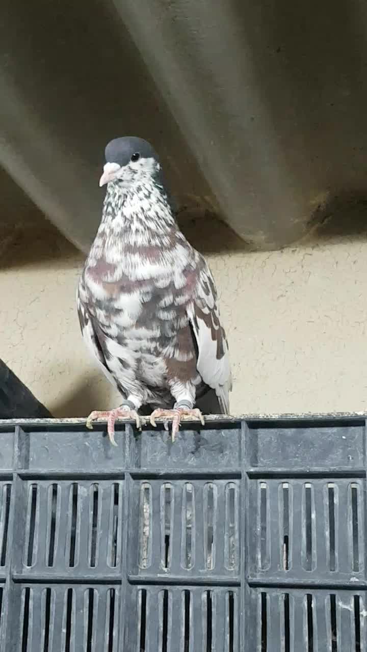 جفت شهری بی عیب|پرنده|بانش, |دیوار